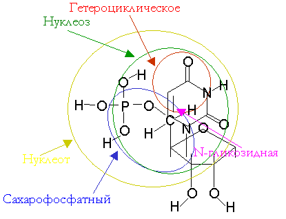 Структура нуклеотидов